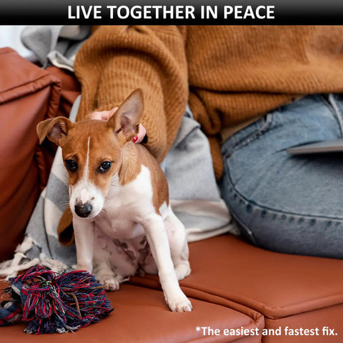 Small dog sitting on a brown leather couch next to a person in a brown sweater and jeans holding a colorful rope toy.
