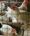 Chickens in a coop with Plastic Nuts And Long Bolts Hardware Kit For Greenhouse Vent Windows Repair, visible on mesh.
