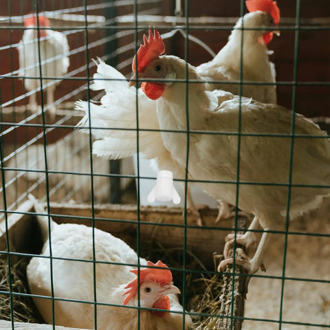 Chickens in a coop with Plastic Nuts And Long Bolts Hardware Kit For Greenhouse Vent Windows Repair, visible on mesh.