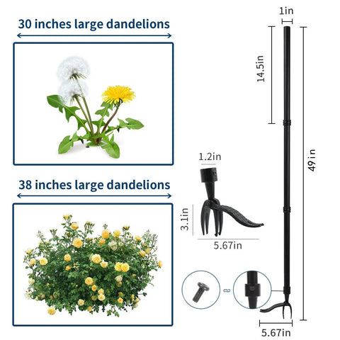 Stand Up Weed Puller Tool With 49 Inch Handle And 4 Claw Iron Head For Dandelions Root Removal, dimensions and dandelion sizes shown.