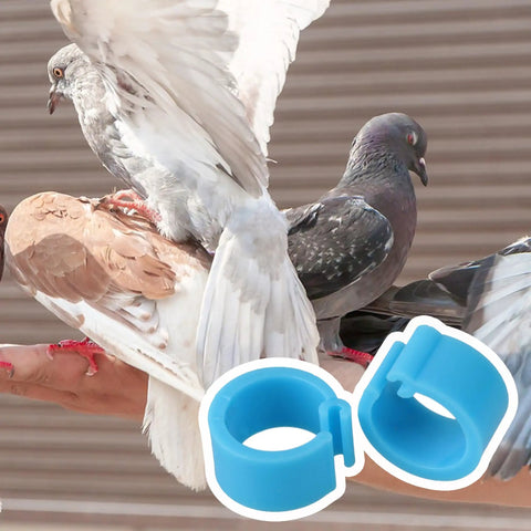 Pigeons with 100 Pcs Pigeon Leg Bands 8mm Blue Identification Clip Rings, close-up on durable plastic markers.
