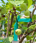 Tree branch with green fruit secured by Built Tough Garden Tie Tape Roll Half Inch Wide 300 Feet Long Green Vinyl Plant Support Ribbon