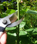 7 Inch Bypass Pruners For Precise Smooth Cuts With Easy Grip And One Hand Locking, cutting a plant stem in a garden