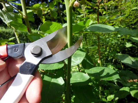 Pro Grade Pruning Shears No 104 With 8.3 Inch Blade High Grade Knife Steel Carbon Steel Handle trimming a plant stem