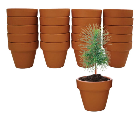 Spruce Terracotta Mini Grow Pots Indoor Tree Starter Kit 20 Pack DIY Planting Kit To Grow Tiny Spruce Trees For Home Gardening