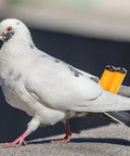 Two Pack Pigeon Training Whistles for Birds, Adjustable Frequency, Lightweight Pro Bird Training Tools on a pigeon's back