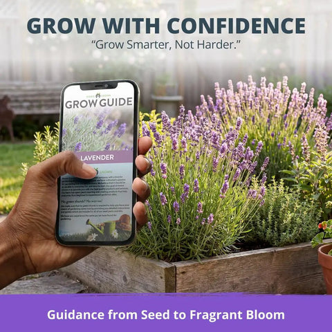 Grab Over 1500 Non GMO English Lavender Seeds for Indoor and Outdoor Planting Vera Variety High Germination True English Lavender Seed for Fragrance and Oil Quality