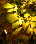 8 Pack Low Voltage 12V Landscape Lights With 20W Halogen Flood Spotlights illuminating garden foliage at night