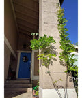 Vertical garden wire setup using 12 Pack M4 Hook And Eye Turnbuckles For Cable Rope Tension, 304 Stainless Steel Heavy Duty Hardware