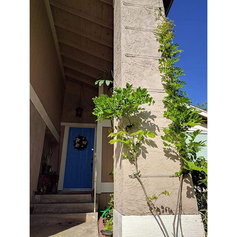 Vertical garden wire setup using 12 Pack M4 Hook And Eye Turnbuckles For Cable Rope Tension, 304 Stainless Steel Heavy Duty Hardware