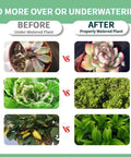 Before and after using Two Pack Soil Moisture Meter For Plants, Plant Water Meter And Hygrometer Kit showing plant health improvement