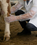 Didiseaon 150 Count Disposable Veterinary Long Sleeve Gloves With Extended Arm Length For Animal Handling Injections And Procedures used by a vet examining a cow's leg.