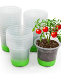 Clear 5 Inch Nursery Pots With Silicone Base for Easy Transplant No Fuss Reusable Seedling Pots 30 Pack for Vegetable Propagation Root Cutting and Seed Starting Transparent Green with tomato plant.