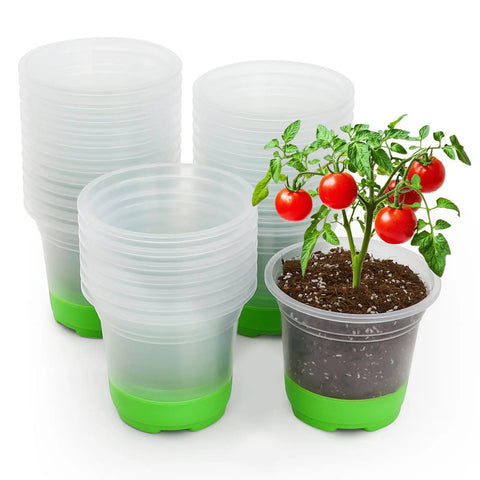 Clear 5 Inch Nursery Pots With Silicone Base for Easy Transplant No Fuss Reusable Seedling Pots 30 Pack for Vegetable Propagation Root Cutting and Seed Starting Transparent Green with tomato plant.