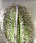 Heavy Duty 304 Stainless Steel Garden Hose Extension 100 Feet With Brass Nozzle wrapped around cactus, flexible and kink-free