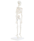 Side view of 19 Inch Human Skeleton Model For Hands On Learning With Movable Arms And Legs Desktop Display Skeleton With Stand