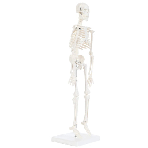Side view of 19 Inch Human Skeleton Model For Hands On Learning With Movable Arms And Legs Desktop Display Skeleton With Stand