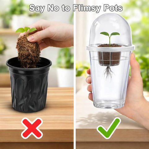 Comparison of plant in black pot versus Clear Hydroponic Cups With Humidity Domes 12 Pack 5 In 1 Growing System Kit