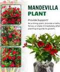 Two Red Mandevilla Live Plants, 4-6 Inch Tall Unpotted Vines With Bright Red Flowers, Easy To Grow, Sun Loving Patio Or Garden Plant For Full Sun To Partial Shade, Tropical Color Burst For Deck, Balcony Or Fence.