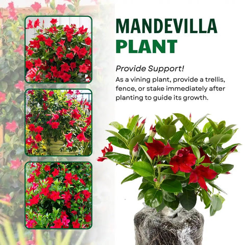 Two Red Mandevilla Live Plants, 4-6 Inch Tall Unpotted Vines With Bright Red Flowers, Easy To Grow, Sun Loving Patio Or Garden Plant For Full Sun To Partial Shade, Tropical Color Burst For Deck, Balcony Or Fence.