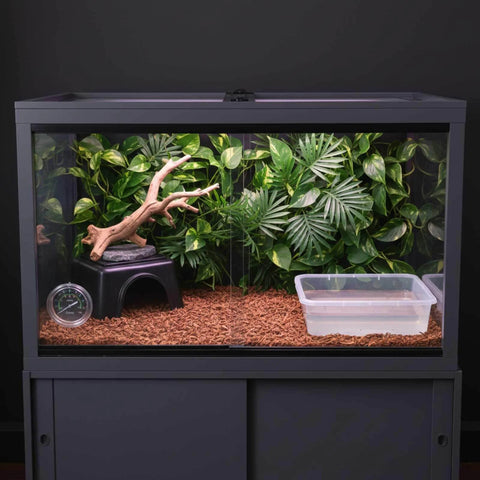 Glass terrarium with jungle theme, featuring plants, a branch, a hide, a thermometer, and a water dish on substrate.