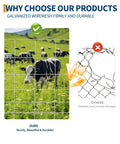 Comparison of galvanized wire mesh cattle fence and cluttered rusty fence. Cows grazing behind Cattle Fence 4ft By 328ft Heavy Duty Galvanized Wire And Chain Link Fence For Hog Goat Sheep And Deer Livestock Yard Protection Panel Fence Solution For Pasture Perimeter And Farm Enclosure.