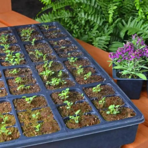 Tray of seedlings in SucSeed Premium Seed Starter For Fast Germination And Strong Seedling Growth, 244 Cubic Inch Capacity Pack Of 1