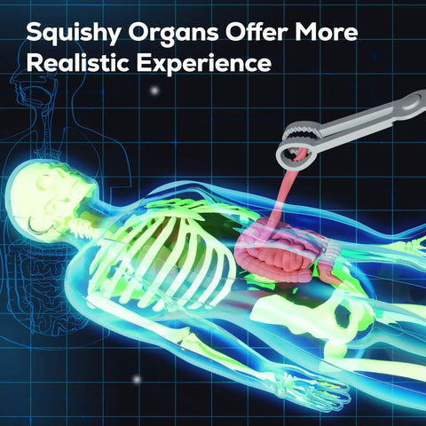 Glow In The Dark Skeleton Model Kit For Hands On Interactive Anatomy Practice 40 Piece Science Toy glowing with organs exposed