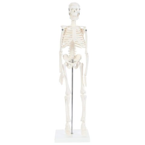 19 Inch Human Skeleton Model For Hands On Learning With Movable Arms And Legs Desktop Display Skeleton With Realistic Details And Stand