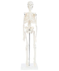 19 Inch Human Skeleton Model For Hands On Learning With Movable Arms And Legs Desktop Display Skeleton With Stand Front View