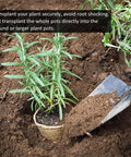Transplanting plant with trowel into soil using 100 Pack 4 Inch Organic Peat Pots For Seed Starting Biodegradable Plantable Nursery Pots
