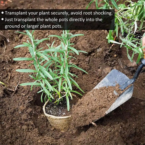 Transplanting plant with trowel into soil using 100 Pack 4 Inch Organic Peat Pots For Seed Starting Biodegradable Plantable Nursery Pots