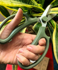Person using Pro Grade Garden Pruning Scissors With Comfort Grip Handle Set Razor Sharp SK5 Stainless Steel Floral Scissors For Arranging Flowers And Trimming Plants Ergonomic Grip Durable Gardening Tool to trim plant