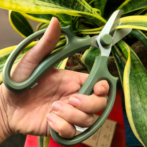 Person using Pro Grade Garden Pruning Scissors With Comfort Grip Handle Set Razor Sharp SK5 Stainless Steel Floral Scissors For Arranging Flowers And Trimming Plants Ergonomic Grip Durable Gardening Tool to trim plant