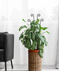 32.6 Inch Expandable Metal Plant Trellis For Indoor And Outdoor Climbing Plants Two Pack Heavy Duty Tall Support With Rust Resistant Frame And Tie Kit For Ivy Pothos Monstera Hoya And More holding greenery in a wicker pot indoors