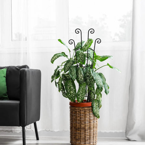 32.6 Inch Expandable Metal Plant Trellis For Indoor And Outdoor Climbing Plants Two Pack Heavy Duty Tall Support With Rust Resistant Frame And Tie Kit For Ivy Pothos Monstera Hoya And More holding greenery in a wicker pot indoors