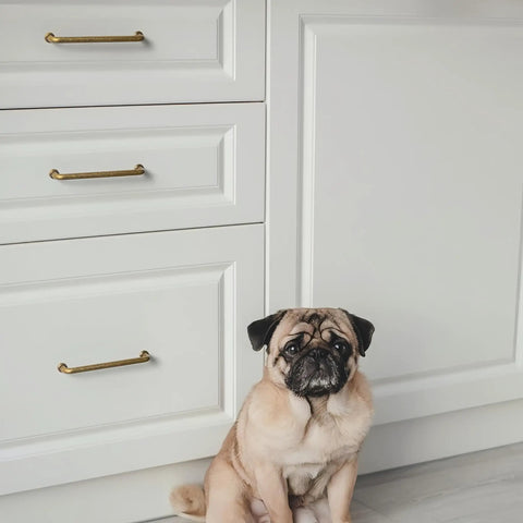 Cabinet with vintage antique brass drawer pulls and a pug