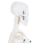 Side view of 19 Inch Human Skeleton Model For Hands On Learning With Movable Arms And Legs Desktop Display Skeleton with detailed skull.