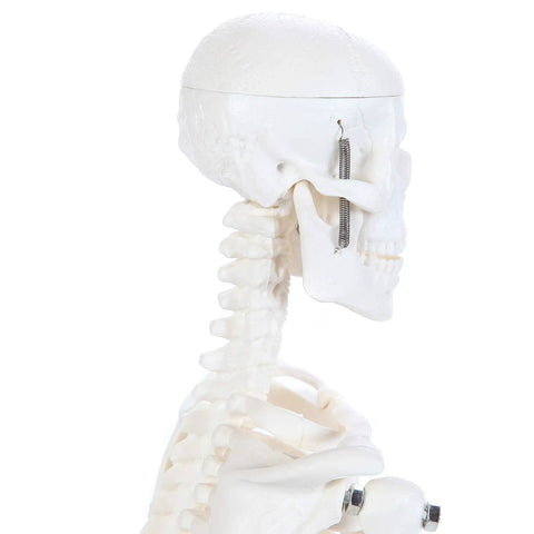 Side view of 19 Inch Human Skeleton Model For Hands On Learning With Movable Arms And Legs Desktop Display Skeleton with detailed skull.