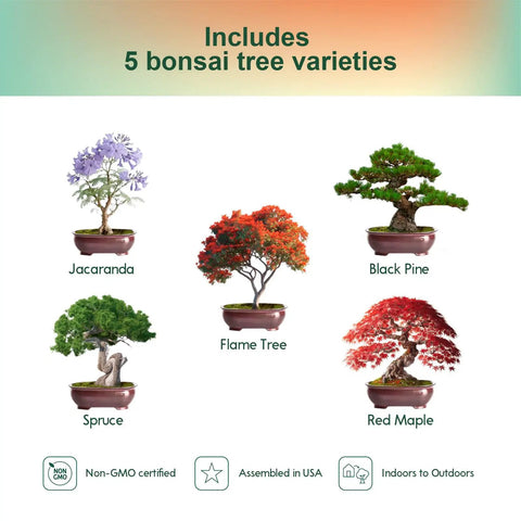 Five Pack Bonsai Tree Kit With Full Tools And Seed Packets Indoor Starter Kit In Wooden Box Easy Grow For Beginners showing five bonsai varieties.