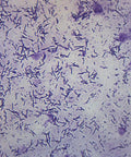 Escherichia Coli Smear With Gram Stain Prepared Microscope Slide 75 x 25mm For Biology Class And Microscopy Education Hands On Lab Prep Whole Mount For Science Classrooms And Home Lab Use, gram-stained bacterial rods
