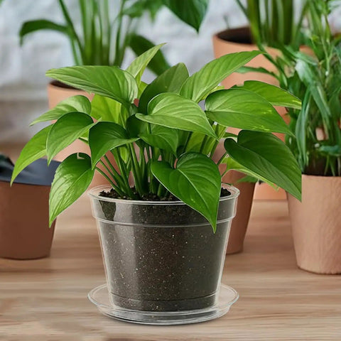 Reusable Flexible Seedling Pots Set Of 10 With Drip Tray, Durable PET visible with a plant in an indoor garden setting.