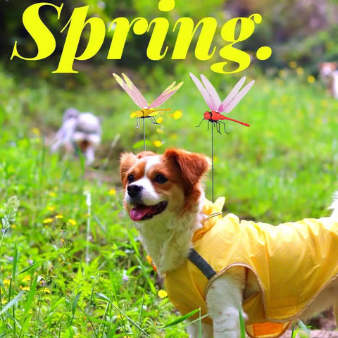 Dog wearing yellow coat with Dope Dragonfly Clip 12 Pack For Garden Decor And Outdoor Stakes DIY Fake Dragonfly Clips attached.