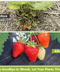 Before and after using Heavy Duty Weed Barrier Landscape Fabric Pro Grade 4 Ft By 100 Ft Ground Cover, with strawberries thriving.
