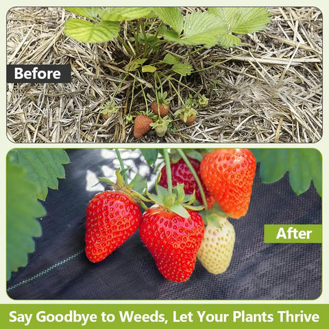 Before and after using Heavy Duty Weed Barrier Landscape Fabric Pro Grade 4 Ft By 100 Ft Ground Cover, with strawberries thriving.