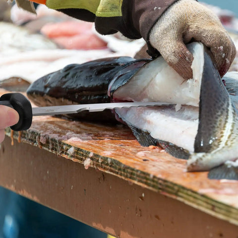 Filleting fish with knife from 4 Piece Pistol Grip Fishing Tool Kit With 45 Degree Pliers Fillet Knife Gripper Line Snips