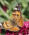 Cup Of Caterpillars Basic Refill Kit With Five Live Painted Lady Caterpillars And Food For A Butterfly Garden Habitat Perfect For Hands On STEM Activities For Kids And Classrooms on pink flowers