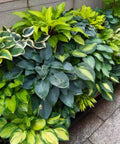 Shade Garden Hosta Seeds For Easy Care Perennials To Create Lush Borders And Container Displays With Low Maintenance Green Foliage Ideal For Dark Corners Partial Shade And Gift Worthy hosta plants in shaded border display