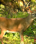 Whitetail buck in natural forest setting with rack of antlers, representing themes of wildlife and archery practice targets.