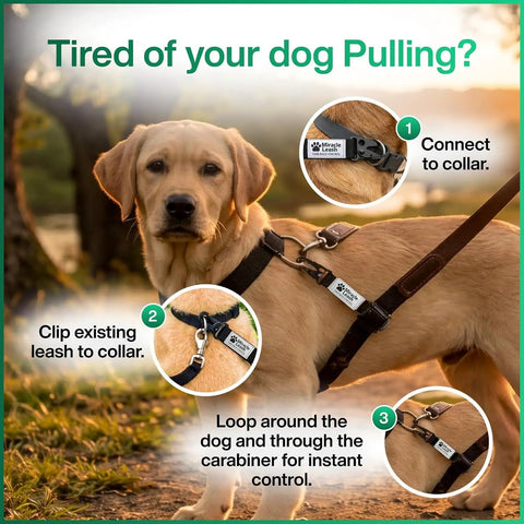 Front Clip No Pull Dog Leash Attachment With Torso Loop, Chest Loop Design Redirects Forward Momentum For Calm, Safer Walks, Reduces Pulling And Lunging Without Neck Pressure, Everyday Training Accessory For Dog Owners on golden retriever